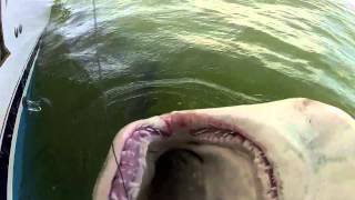 11ft Tiger Shark & Lemon Sharks on the GoPro Hero - Hilton Head Island Shark Fishing