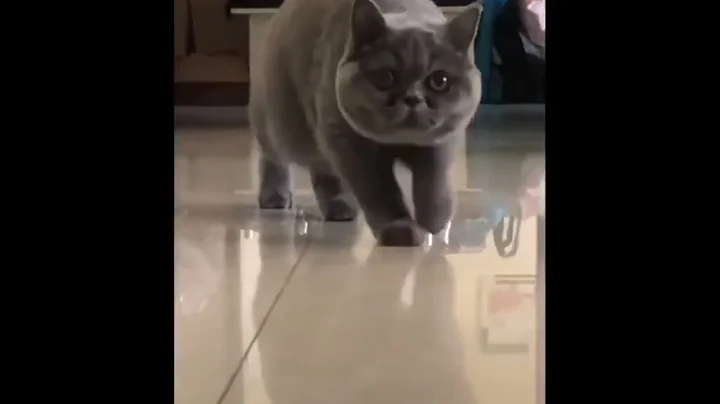 Video 2653631: pets funnycat cutecat animal, pets cutecat funny animals, awesome funny pet animals, funniest cats dogs