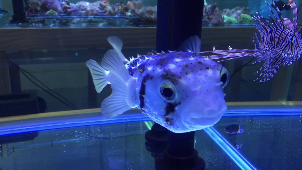 Marine Aquarium Porcupine Puffer Fish YouTube
