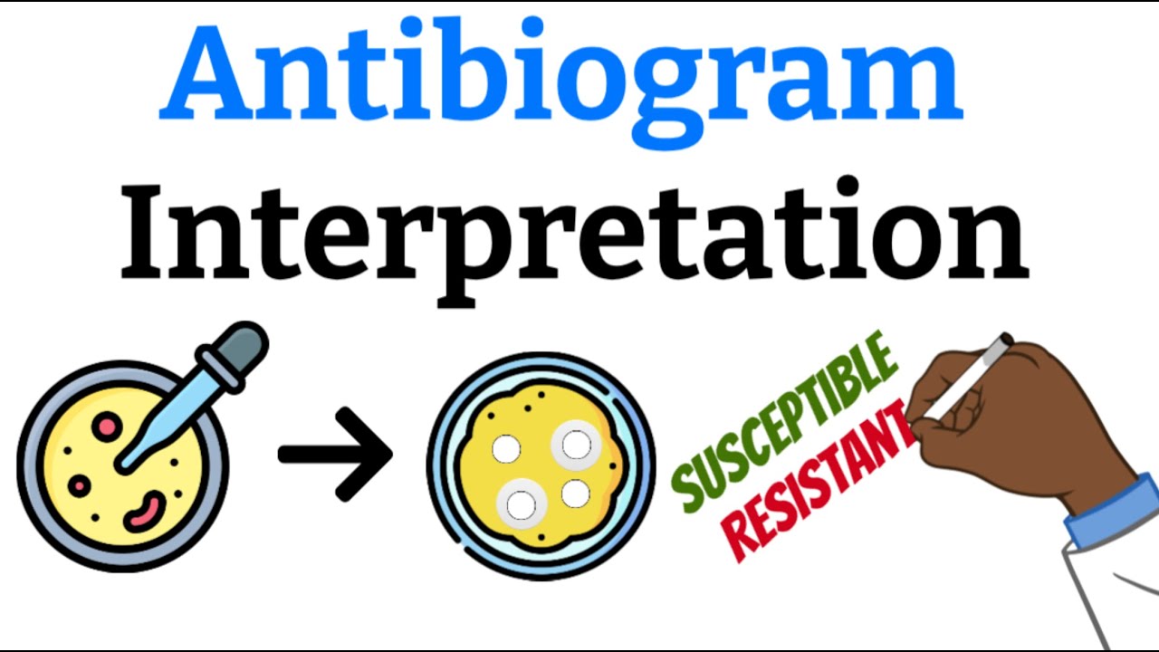 How to Interpret an Antibiogram (Easy explanation plus practice ...