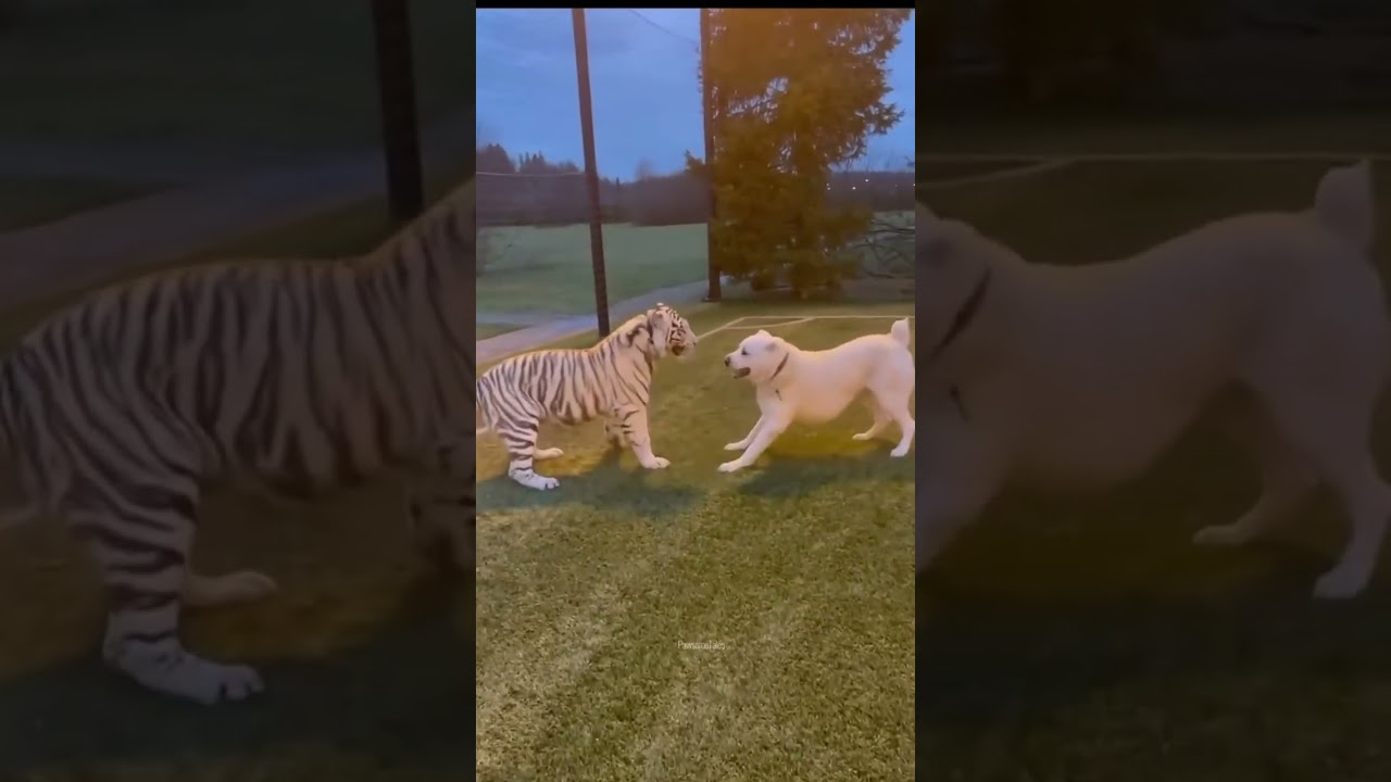 Danger Dog Vs Tiger Fight 🐕 🐅