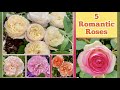 Top 5 romantic roses