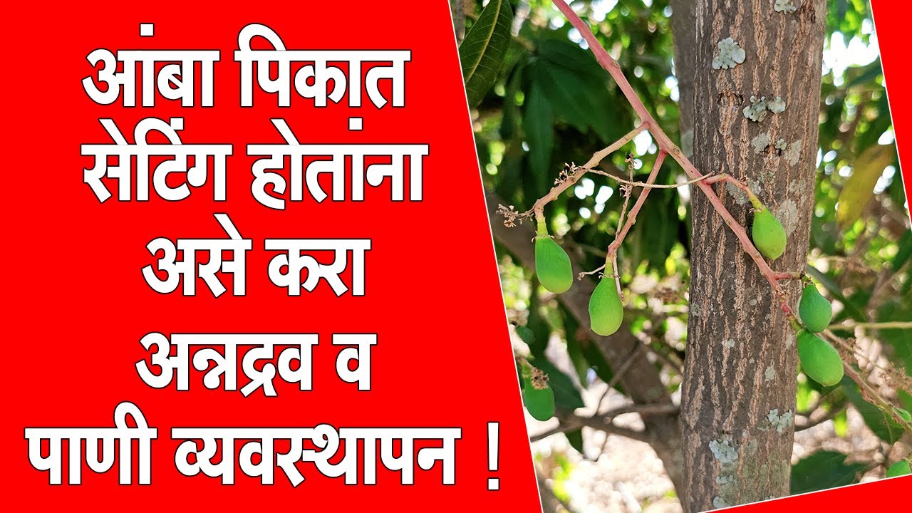 #आंबा पिकात-#सेटिंग होतांना असे करा #अन्नद्रव व #पाणी #व्यवस्थापन!।#Doctor_Kisan#शेती#फळ_शेती#mango।