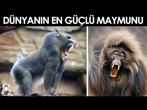 Dünyadaki En Güçlü 10 Maymunu...