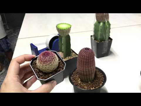 วีดีโอ: การปลูก Echinocereus Cacti: เรียนรู้วิธีปลูกพันธุ์ไม้ Echinocereus