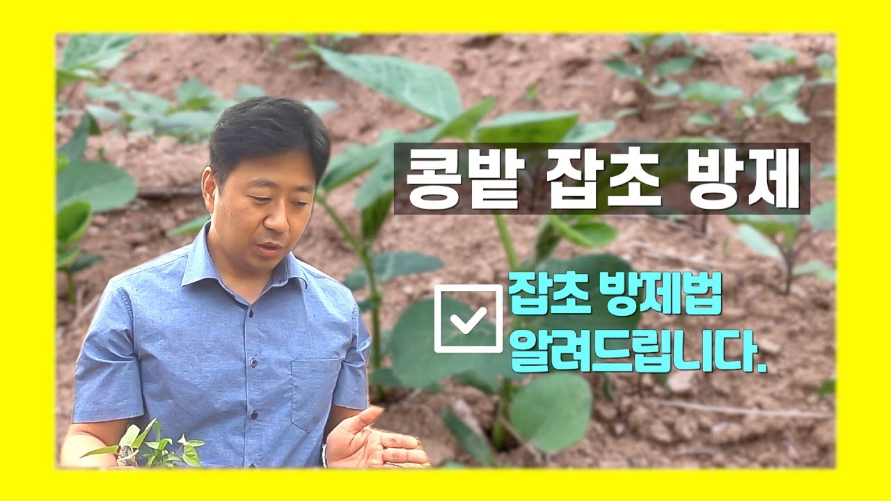 콩밭 점검해 드렸습니다🕵‍ 콩 상태, 콩밭 잡초 상태, 제초제 처리 시기 같이 공부해요