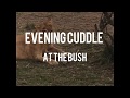 Evening cuddle at the bush