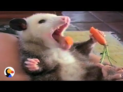 rescue-possum-loves-her-snacks-|-the-dodo