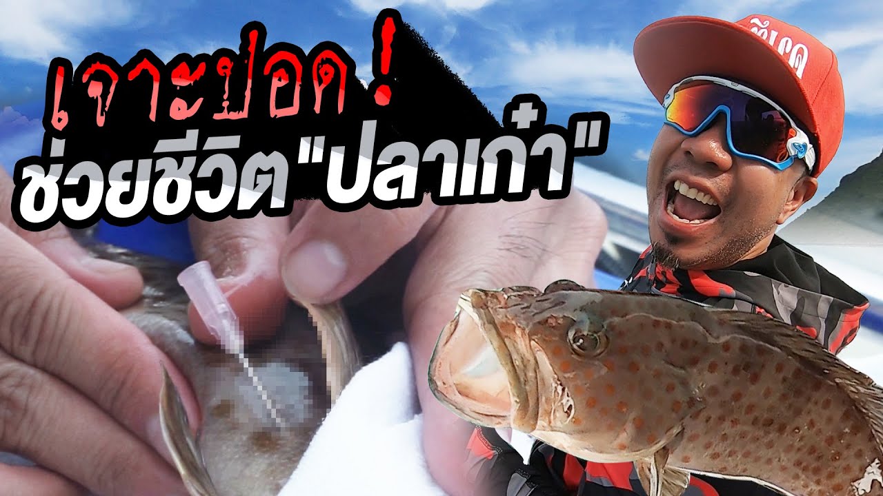 เจาะปอด! ช่วยชีวิต “ปลาเก๋า” กลับคืนสู่ทะเล!!! [คนหัวครัว] EP.93