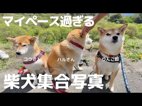 マイペース過ぎる柴犬が3匹も集まるとこうなった