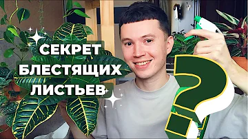 Как и Чем мыть Комнатные Растения? » Душ для Растений