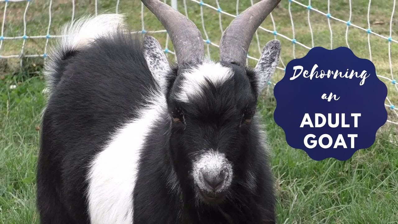 Dehorning An Adult Goat Using Bands YouTube how-to-disbud-dehorn-baby-goats-youtube