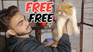 Free me Cat on Adoption in Hyderabad | Persian Cats in Hyderabad at the Time is Meow