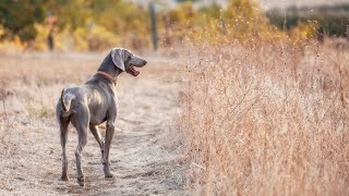 Are Weimaraners good at retrieving?