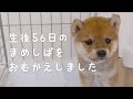 豆柴の子犬をお迎え！まめしばくんちゃん | VLOG#01 - We Got a Shiba Inu puppy