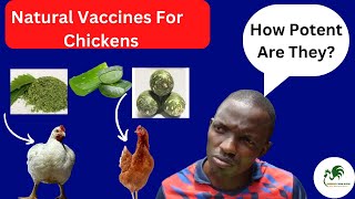 Facts You Do not Know About My Best Three Organic Vaccines For Chickens