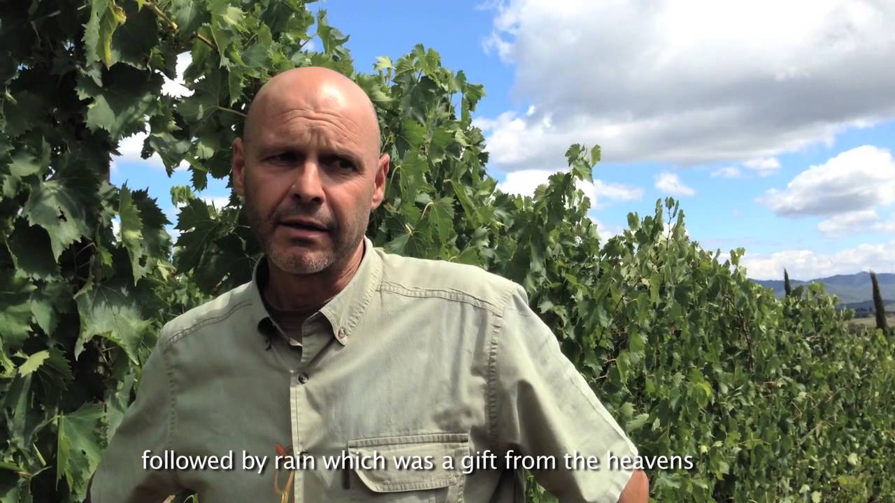 2015 vintage outlook at Dievole || www.dievole.it