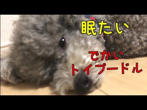 犬 眠たいデカめトイプードル 可愛い顔してウトウトする Youtube