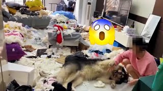 😱THE Naughty DOG ​​Makes The House CRAZY! 8 HOURS Of CLEANING