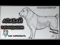 Как нарисовать собаку породы АЛАБАЙ карандашом. Среднеазиатская овчарка. Мастер-класс