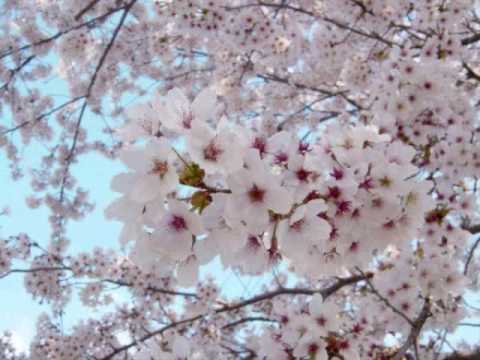 サライ・小池ちひろ編曲（MIDI）