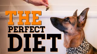 The perfect dog diet | What to feed your dog | German Shepherd
