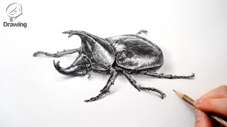 [그림 그리기] 장수풍뎅이 소묘 드로잉 / 동물 곤충 연필 기초 정밀묘사 / How to Draw Beetle / Pencil Drawing Animals & Insects