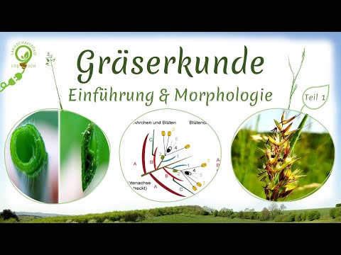 Video: Biologische Ressourcen der Barentssee: Merkmale, Merkmale und Beschreibung