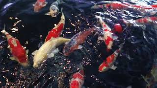 Majestic Living Jewels - Ojiya Koi Museum (Japan)