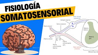 Fisiología del tacto y el sistema somatosensorial