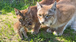 LYNX KITTEN goes outside by itself for the first time / Hanna's lynx cubs have returned home