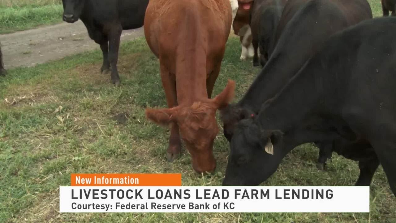 Livestock Loans 102221 YouTube