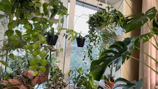 видео: Хойи и другие. Поливаю.🚿 картинка: Хойи и другие. Поливаю.🚿