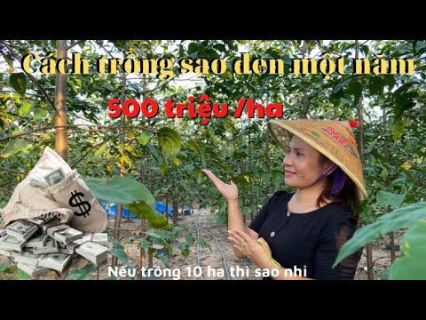 Video: Làm thế nào để bạn trồng cây vân sam đen?