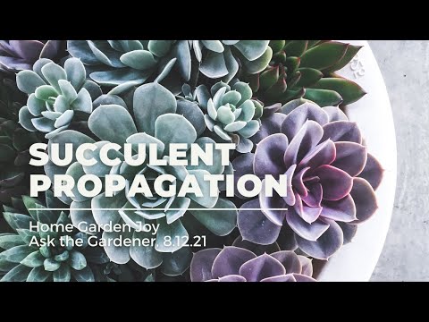 Ask the Gardener 8 12 21   Propagating Succulents   SD 480p