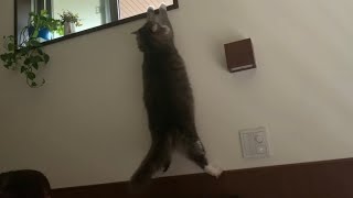 運動オンチである事を自覚してない猫　ノルウェージャンフォレストキャット　　Cats that are not good at jumping