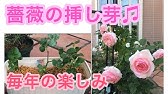 挿し木に発根促進剤を使ってみた Youtube