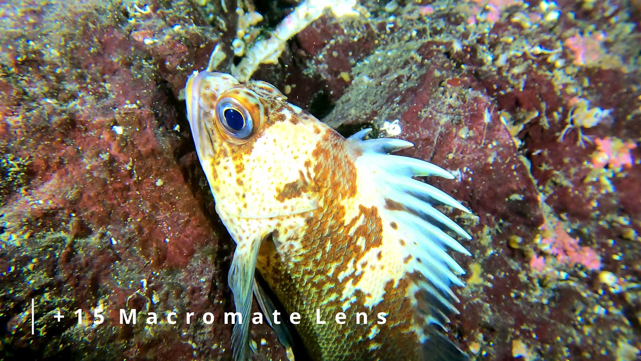 Oak Leaf Scuba Diving Nanoose Bay Vancouver Island November 2021 YouTube