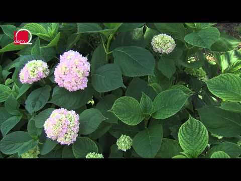 Video: Sobna Aglaonema Je Najljubša Med Okrasnimi Listavci. Nega Na Domu. Fotografija