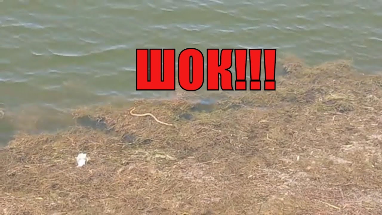 Что водится в оке