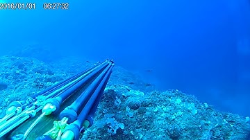 B Daniel Double invert roller dentex 2 long shot