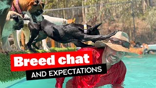 Breed chat and expectations #belgianmalinois #dutchshepherd