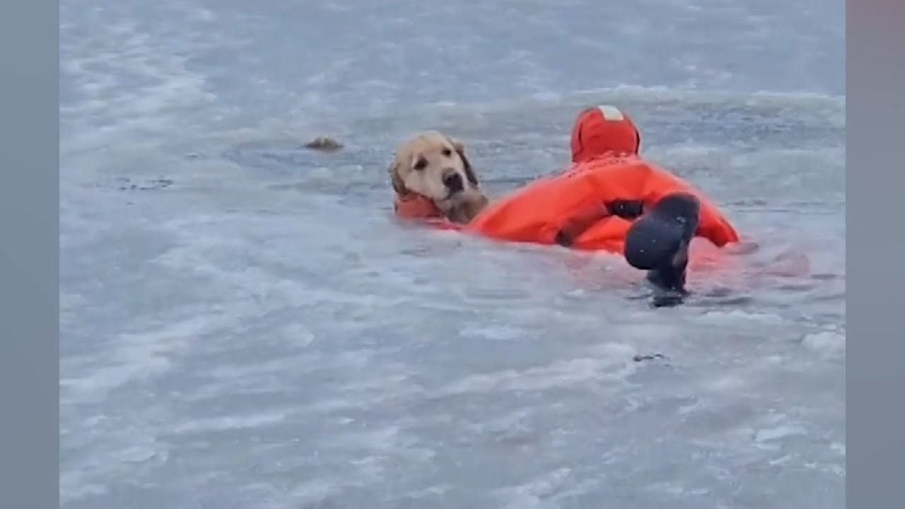 Firefighters rescue dog from icy pond in Rhode Island - YouTube