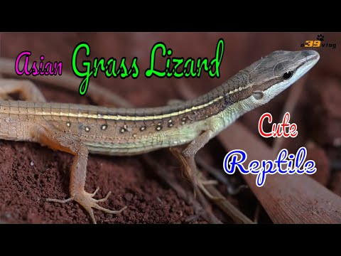 Video LIVE DICTIONARY - 4K Animal Footage ~ ASIAN GRASS... - youtube