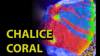 The Secret To Chalice Corals \\ Care Tips For Keeping This Beautiful LPS Coral In Your Reef Aquarium