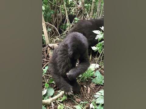 Горные гориллы в живой природе 🦍 парк Вирунга ДР КОНГО - YouTube