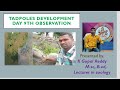 Tadpoles development 9th day..By k Gopal Reddy zoology