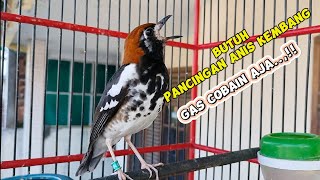 pancingan Anis kembang plong santai ngerol isian menaikan emosi dan birahi..#aniskembangindonesia