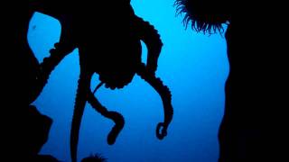Octopus Garden
