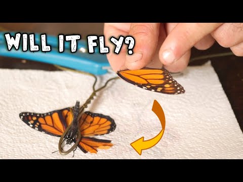 Video: Why You Can't Catch Butterflies